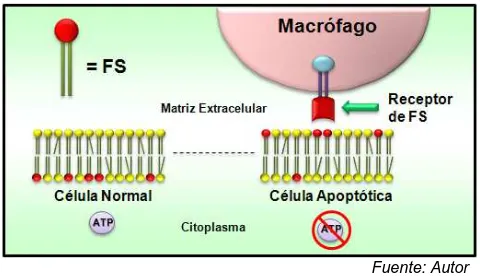 Figura 4.  Fagocitosis de los cuerpos apoptóticos, que son reconocidos por macrófagos gracias a receptores que se desarrollan sobre la superficie de las células apoptóticas