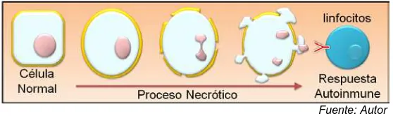 Figura 8.  Proceso Necrótico, la célula afectada se hincha hasta romper su membrana, liberando su contenido intracelular al exterior, causando una respuesta inflamatoria en presencia de linfocitos