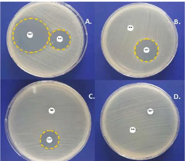 Figura 2. Detección fenotípica de mecanismos de resistencia antimicrobiana para quinolonas en  aislados  de  Escherichia  coli