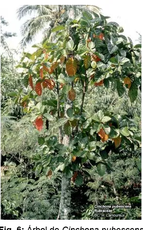 Fig. 6: Árbol de Cinchona pubescens  