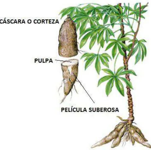 FIGURA 5. Partes de la raíz de la yuca 