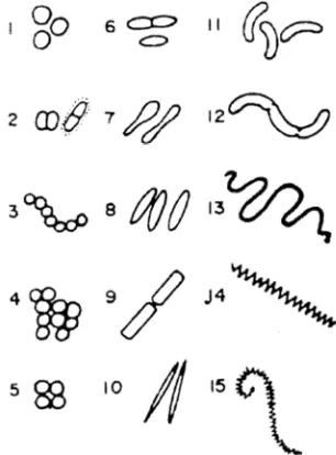 Fig. 1.2 Formas comunes de microorganismos cocos, bacilos y espirilos [8]. 