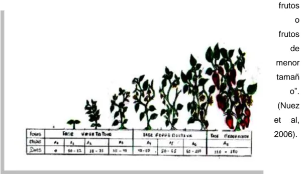 Figura 1: Etapas del cultivo del genero Capsicum 