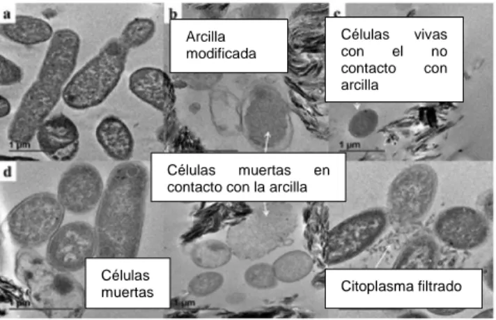 Fig. No  6, Micrografías TEM que muestra el mecanismo de inactivación de arcilla modificada contra el E.Coli 