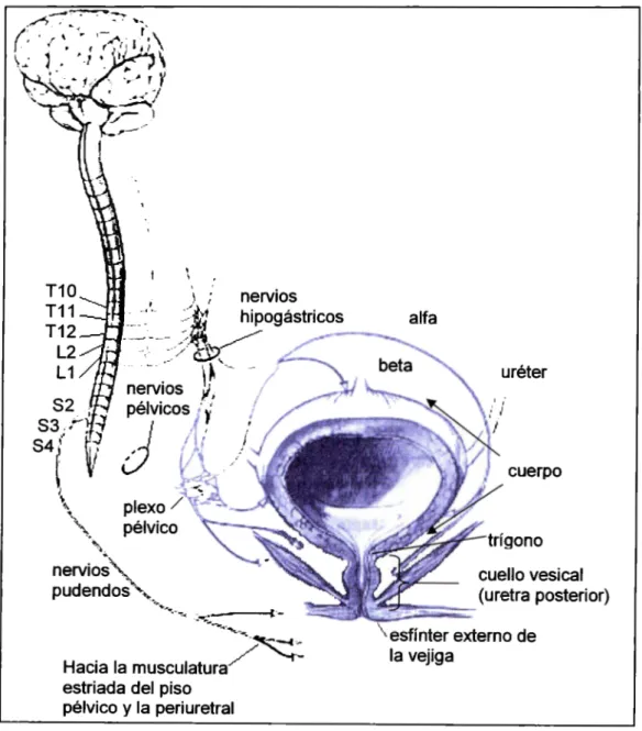 Figura 1.1  Detalle de la vejiga y los nervios que la enervan.  (Women] 