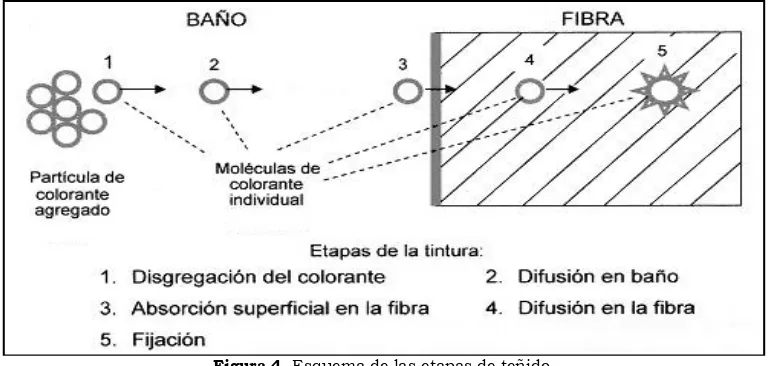 Figura 4. Esquema de las etapas de teñido Fuente: Cegarra, J.; Puente, P.; Valldeperas, J., materias textiles