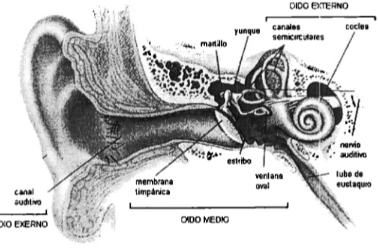 Figura 2.1  Estructura del Oído 