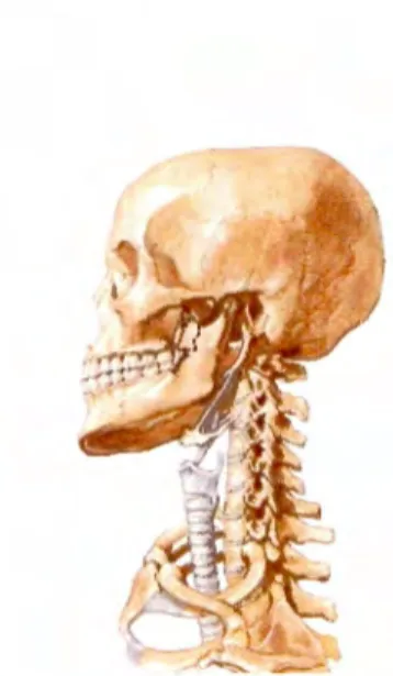 Ilustración 3.  Vértebras cervicales 