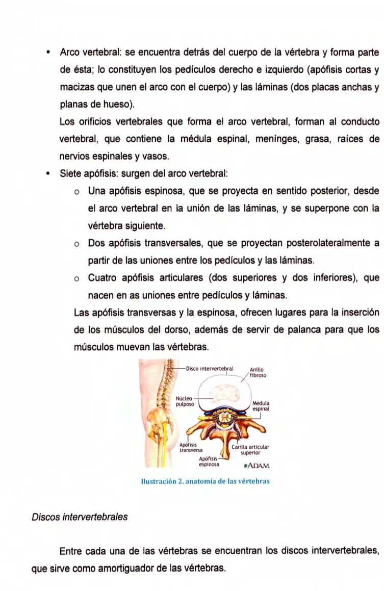 Ilustración 2. anatomía de las vértebras 