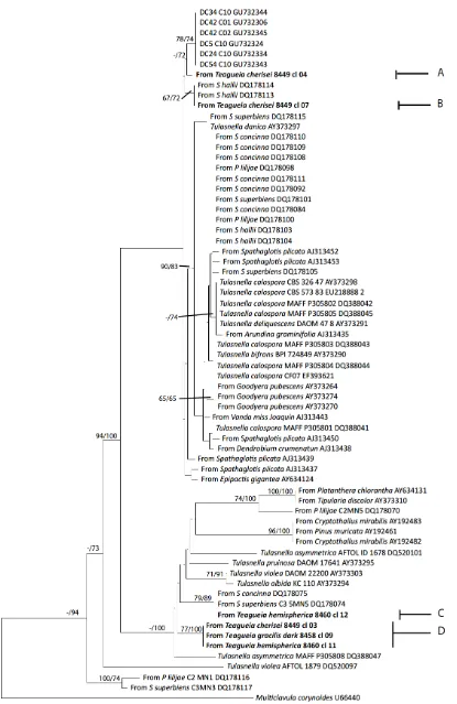 Figure 2. Phylogenetic hypothesis of Tulasnella spp. from orchids Teaguea spp. inferred from analysis of nrDNA ITS-5.8S region