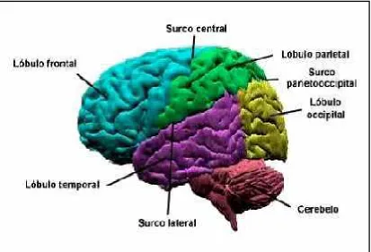 Figura 1. Corteza Cerebral 