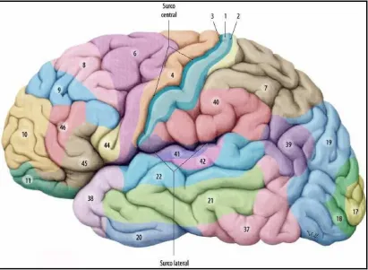 Figura 2. Visión lateral de las áreas funcionales del cerebro  