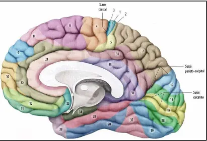 Figura 3. Visión medial de las áreas funcionales del cerebro  