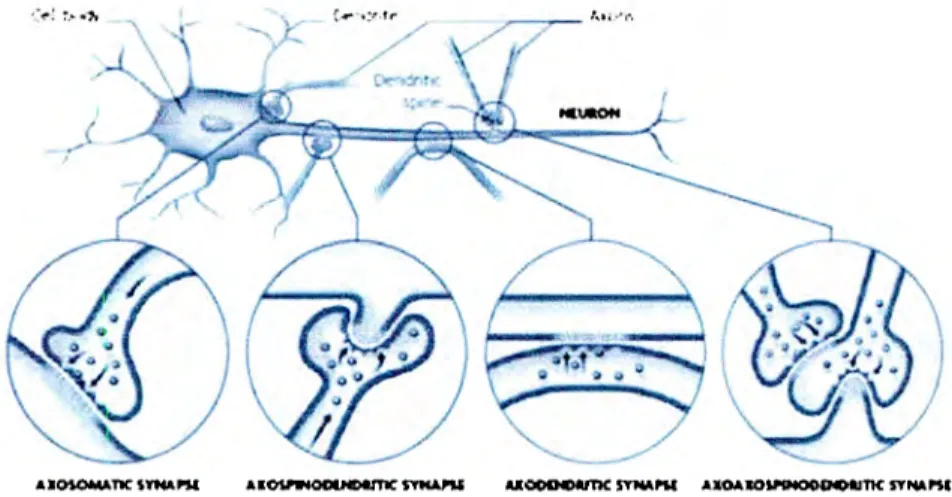 Figure 2.  Different  ldnd  of synaptic activity  in the brain  (tarter,  2009). 