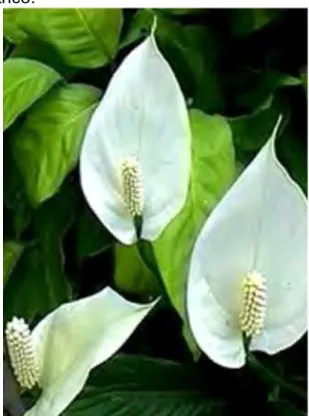 Figura 10.  Anturio blanco. 