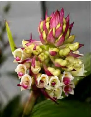 Figura 11. Orquídea con flor de mazorca. 