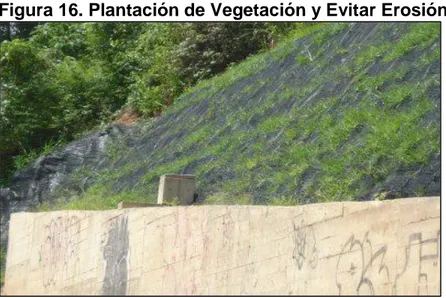 Figura 16. Plantación de Vegetación y Evitar Erosión 