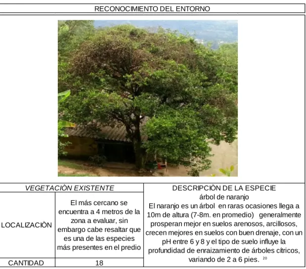 Tabla 17 Vegetación existente, árbol de naranjo 