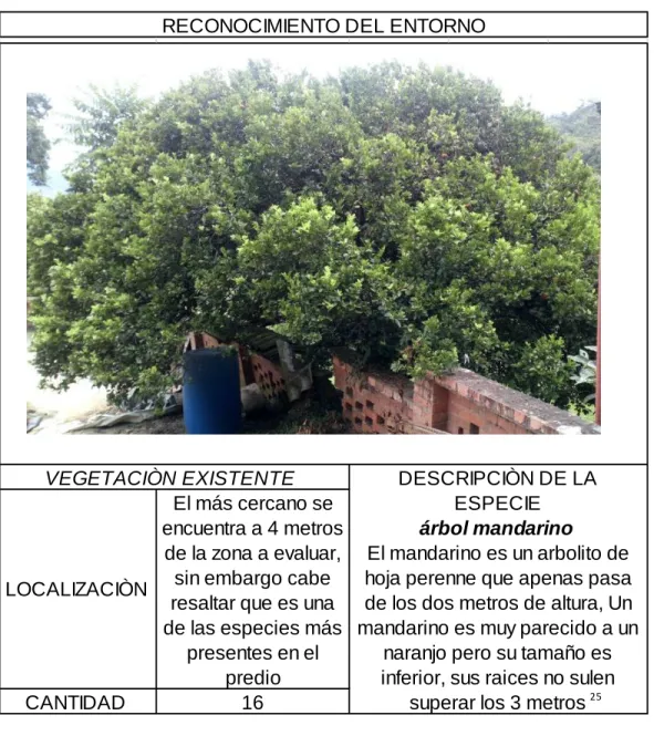 Tabla 20 Vegetación existente, árbol mandarino