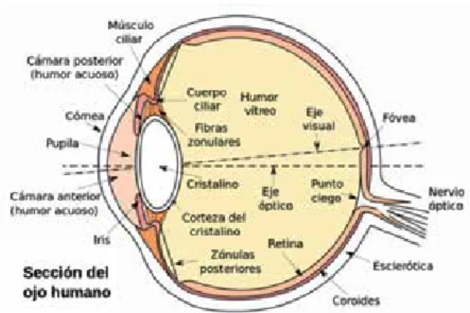 Figura 3. Anatomía del ojo humano. Fuente: AStardus. (2007). Section View of the Human Eye