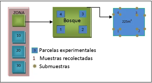 Figura 8. Diseño experimental de cada parcela de estudio para los pastizales 