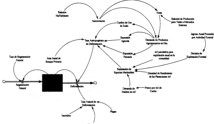 Fig.  16. Diagrama de flujo de la variable bosque primario. 