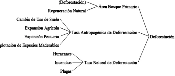 Fig.  17.  Árbol de causas de  la variable: Deforestación 