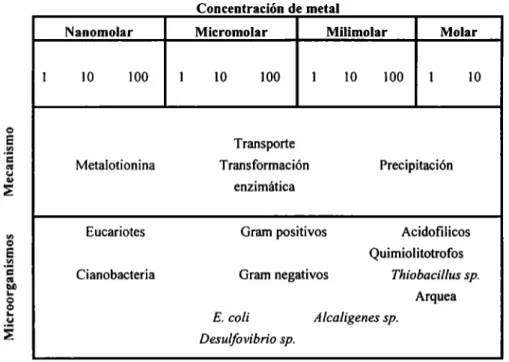 Tabla 4. Mecanismos de resistencia a metales pesados en microorganismos. 