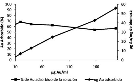 Figura 12. Efecto de la concentración de Au  en la adsorción por biomasa Penicillium spp