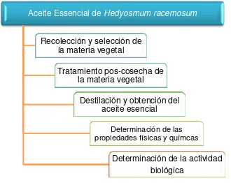 Figura 2:     Metodología para la obtención del aceite esencial de Hedyosmum racemosum 