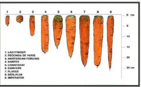 Ilustración 3: Variedades de zanahorias 
