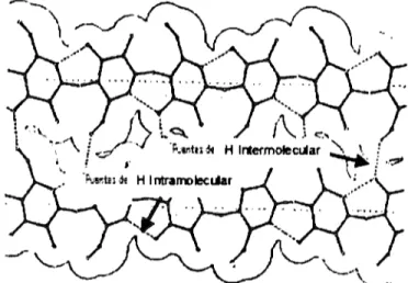 Figura 5.  Puentes de hidrógeno en  las moléculas de celulosa (Fengel y Wegener,  1989)