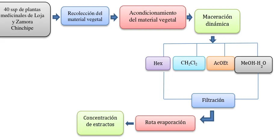 Figura 2. Obtención de extractos. 