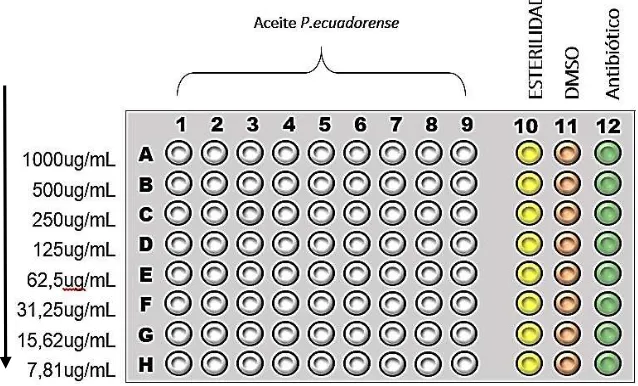 Figura 16.   Modelo de Microplaca TC96 para bacterias con las concentraciones del aceite (µg/mL)