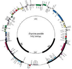 Figura 1. Mapa genético del genoma cloroplástico de Erycina pusilla  tomado de Pan I-C et al., 2012