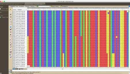 Figura 2. Captura de pantalla del software Mesquite, Alineación se secuencias de atpH-atpI