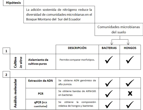Figura  2. Protocolo metodológico seguido durante este trabajo para el análisis de las comunidades bacterianas presentes en muestras de suelo control y con exceso de nitrógeno del Bosque Montano del Sur de Ecuador