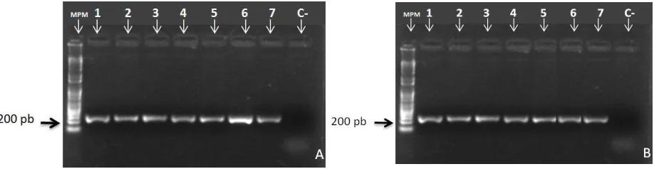 Figura  6. Electroforesis de PCR de ADN de bacterias. A. Bacterias de suelo control. B