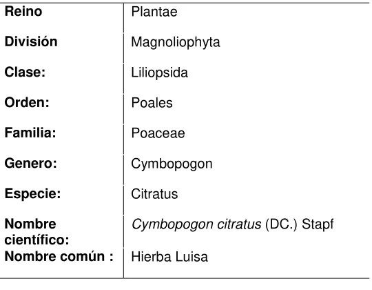 Figura 4. Planta de Hierba luisa 