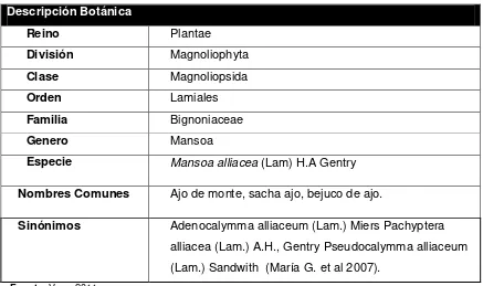 Tabla 1.  Descripción botánica de Mansoa alliacea 