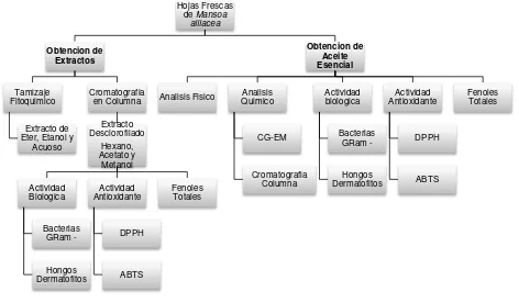 Figura 5. Esquema general de la metodología empleada para el análisis fitoquímico y de actividad biológica de la especie Mansoa alliacea 