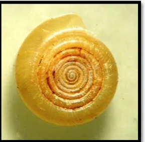 Figura 1.   Phylum Mollusca, Systrophia heligmoida (Orbigny, 1835) 