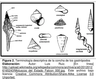Figura 2. Terminología descriptiva de la concha de los gastrópodos  Elaboración: Autor: Luis Ruiz