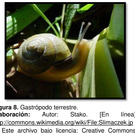 Figura 8. Gastrópodo terrestre. 