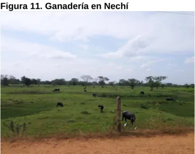 Figura 12. Ganadería Nechí   