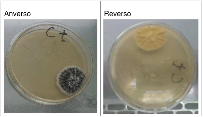 Figura 5 Cepa de Aspergillus niger ATCC 16404 