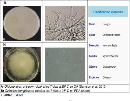 Figura 7 Características macroscópicas y microscópicas de Oidiodendron griseum  robak