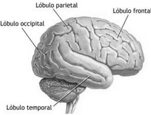 Figura 7. Lóbulos cerebrales 