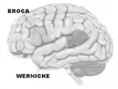 Figura 8. Área de Wernicke y Área de Broca 