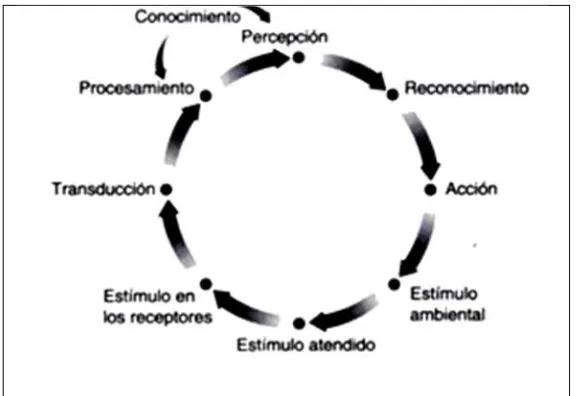 Figura 9. Proceso de Percepción 